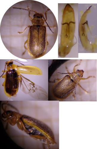 Réf. 324 306 : Galerucella pusilla